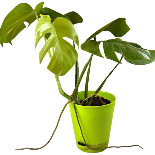 Monstera Deliciosa