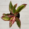 Red Lipstick Aglaonema