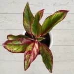 Red Lipstick Aglaonema
