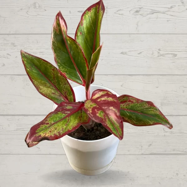 Red Lipstick Aglaonema