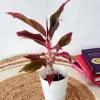 Red Lipstick Aglaonema