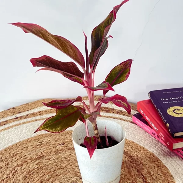 Red Lipstick Aglaonema