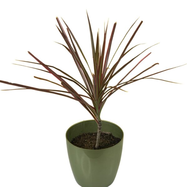 Dracaena (Colorma)