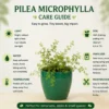 Pilea microphylla