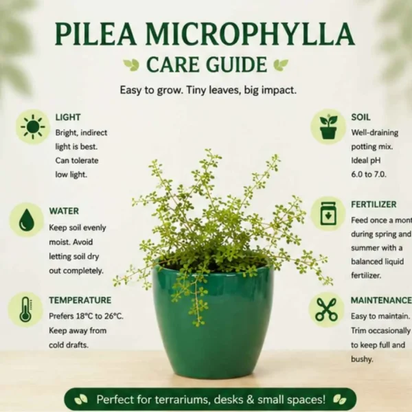 Pilea microphylla