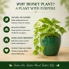 money plant