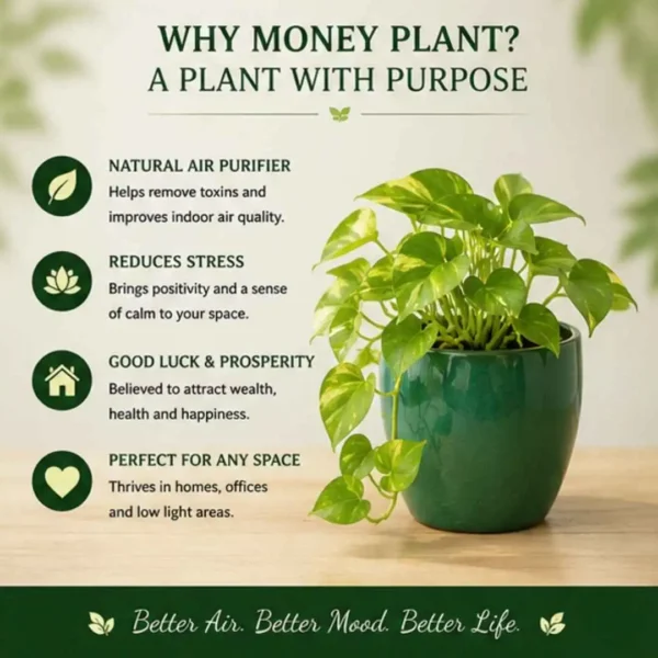 money plant