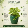 money plant