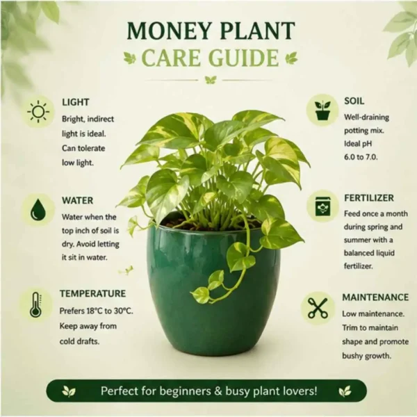 money plant