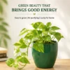 money plant