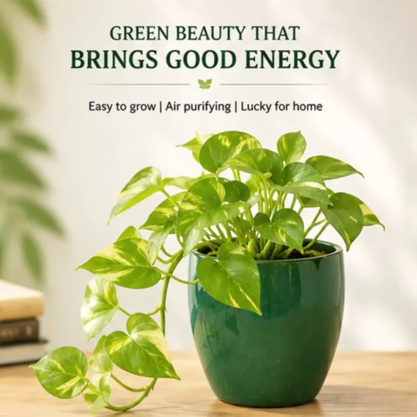 money plant