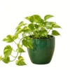 money plant