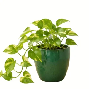 money plant
