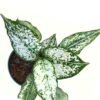 White-aglaonema