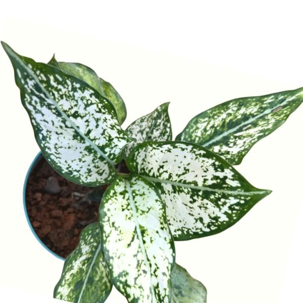White-aglaonema