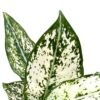 White-aglaonema