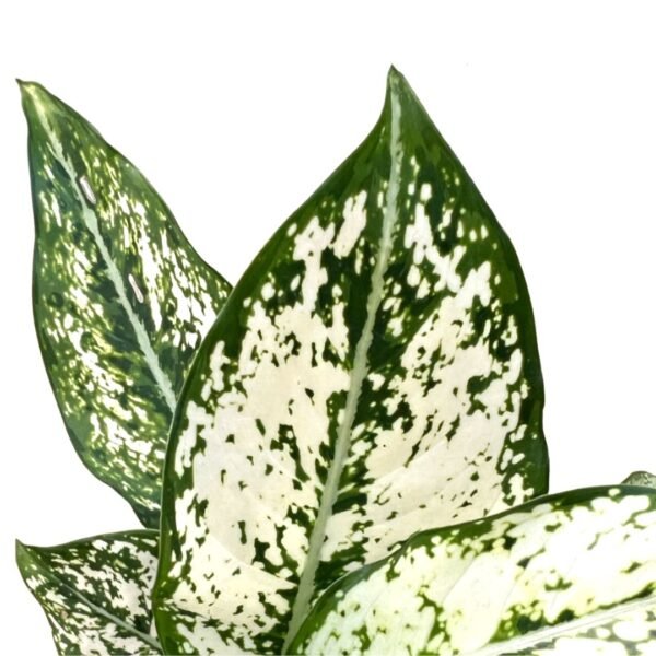 White-aglaonema