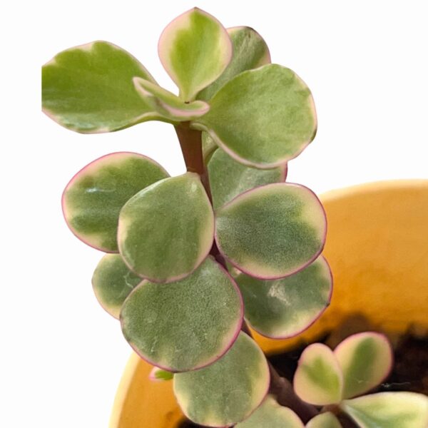 varigated jade