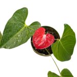 Anthurium red