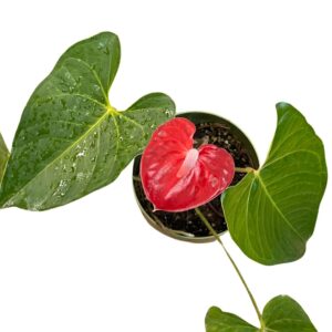 Anthurium red