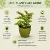 jade plant