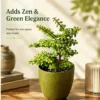 jade plant