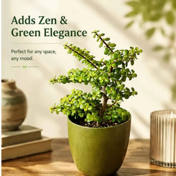 jade plant