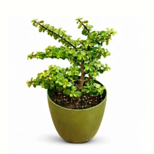 jade plant