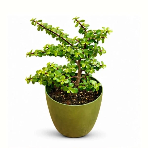 jade plant