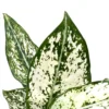 white aglaonema