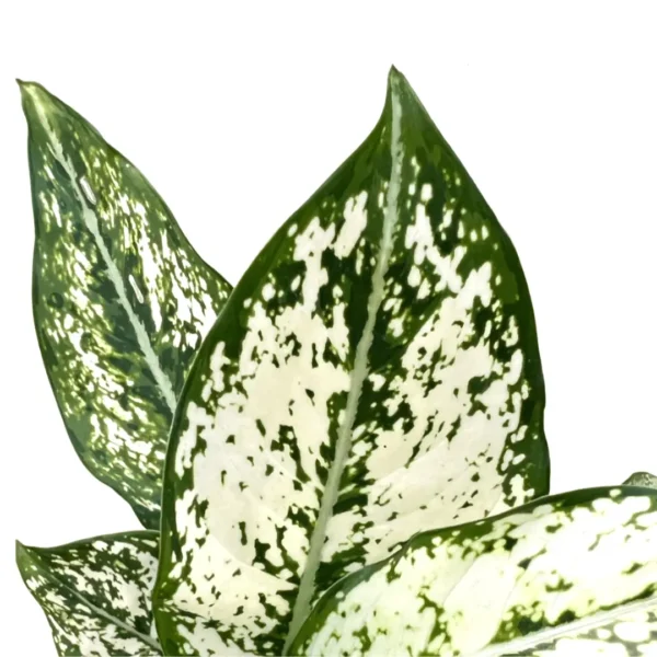 white aglaonema