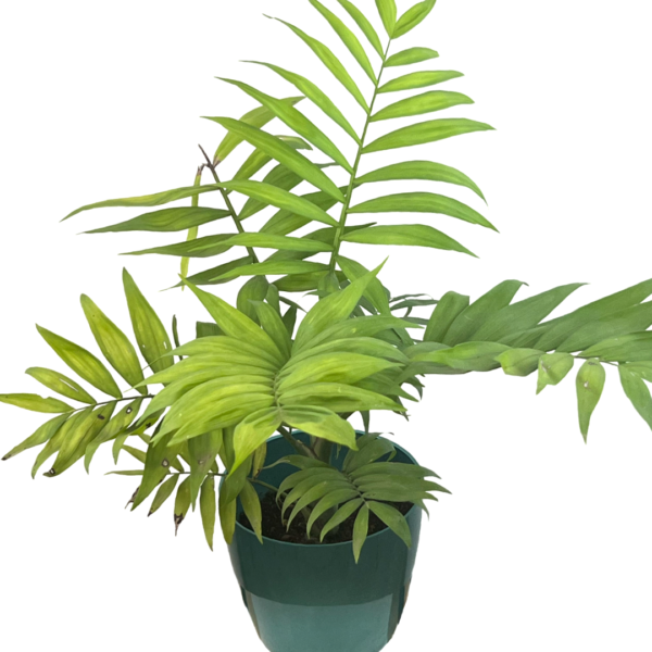 Bamboo Mini Palm