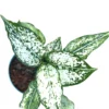white aglaonema