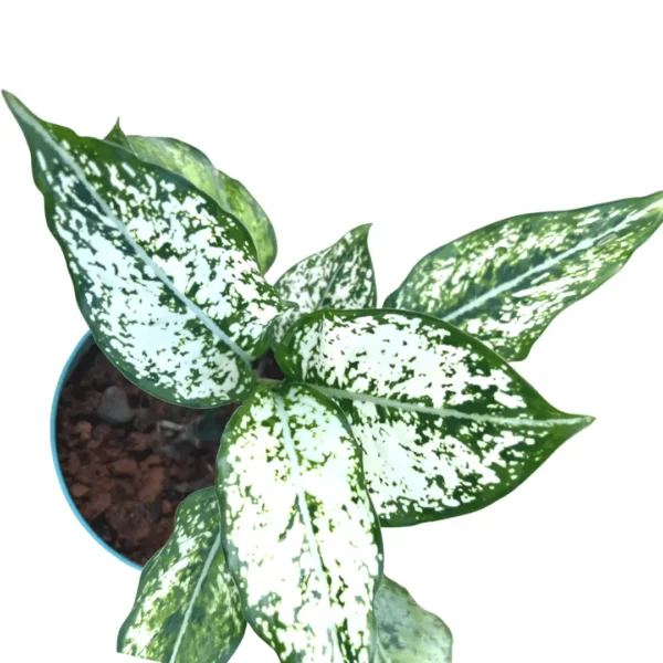 white aglaonema