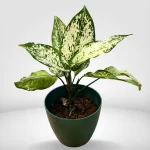 White-aglaonema