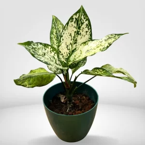 White-aglaonema