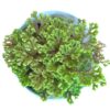 meadow spike moss