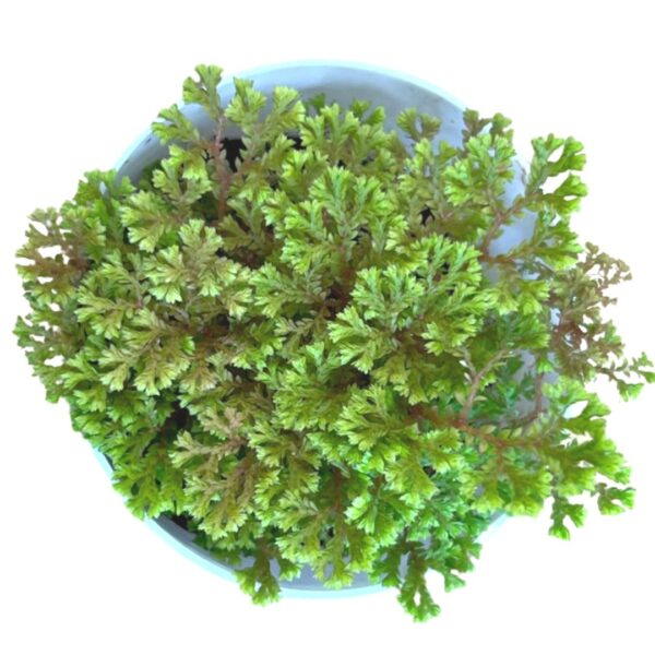 meadow spike moss