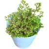 meadow spike moss