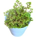meadow spike moss