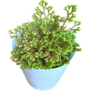meadow spike moss
