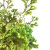 meadow spike moss