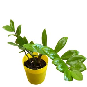 green ZZ