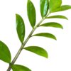 green ZZ