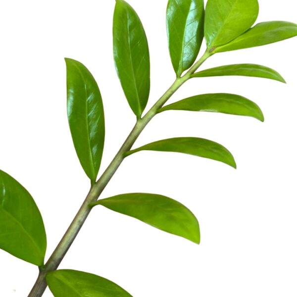 green ZZ