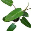 Philodendron