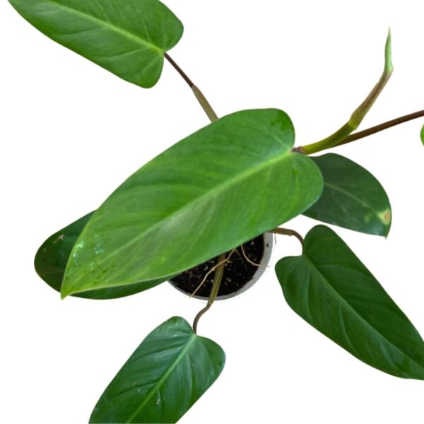 Philodendron