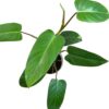 Philodendron