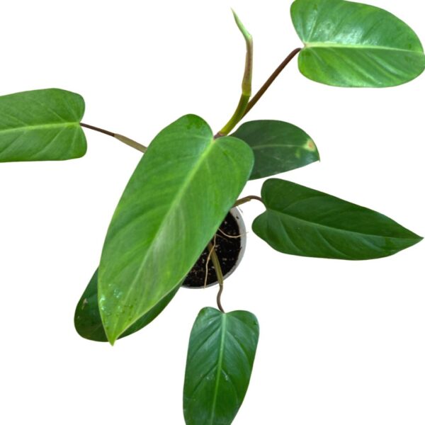 Philodendron