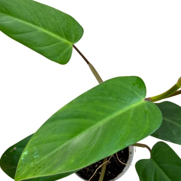 Philodendron